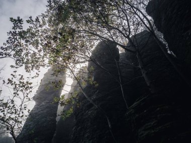 Macaristan 'ın üst Balaton bölgesindeki Szent Gyorgy' de yoğun bir sonbahar sisinde dik gibi duran bazalt kaya kuleleri organları.
