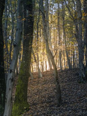 Dallardan süzülen canlı sarı yapraklar ve güneş ışığıyla sakin bir orman sahnesi sonbaharın güzelliğinin ve huzurunun özünü yakalıyor..