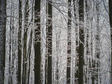 Karla kaplı bir ormanın ortasında buzla kaplı ağaçların bulunduğu sakin bir kış manzarası. Kış harikalar diyarının dingin güzelliğini ve huzurlu atmosferini yakalar.
