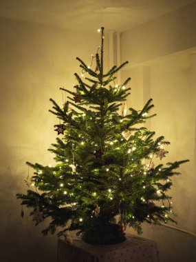 El yapımı süsler ve parıldayan peri ışıklarıyla süslenmiş küçük, büyüleyici bir Noel ağacı. Sade, samimi bir ortam, yıldızlı ve zencefilli kurabiye şekilli dekorasyonların kırsal bir şenlik cazibesi yarattığı sıcak bir tatil ruhunu yansıtıyor..