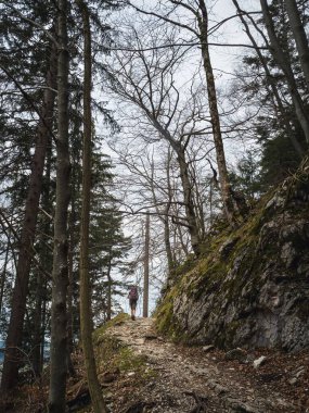 A solo hiker with a backpack walks uphill on a rugged forest trail. Bare trees and mossy rocks line the path, creating a serene mountain landscape. clipart