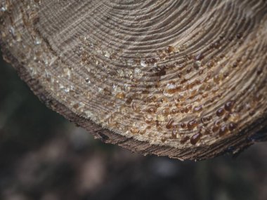 Yeni kesilmiş bir kütükten sızan altın ağaç reçinesinin detaylı bir makro çekimi, karmaşık büyüme halkalarını ve ahşabın dokusunu gözler önüne seriyor..
