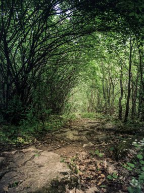 Engebeli bir yürüyüş yolu gür yapraklar ve kemer dalları ile çerçevelenmiş gür bir orman boyunca esiyor. Topraksı yol kayalar ve yapraklarla kaplı, doğal ve sakin bir atmosfer yaratıyor..