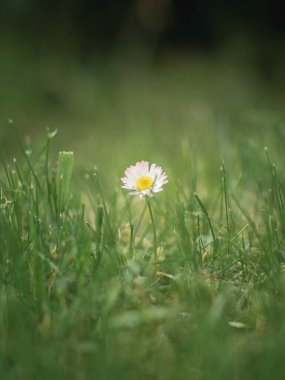 Beyaz yapraklı ve sarı merkezli narin bir papatya yemyeşil çimenlerde tek başına duruyor, doğal ışıkla hafifçe aydınlatılıyor, huzurlu ve huzurlu bir doğa manzarası yaratıyor..