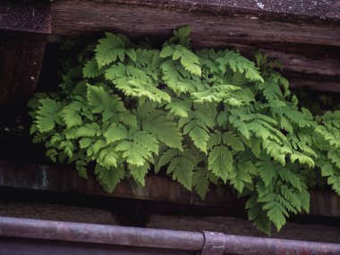 Bright green ferns thrive beneath aged wooden beams, creating a striking contrast between vibrant foliage and weathered textures symbolizing resilience and natures adaptability. clipart