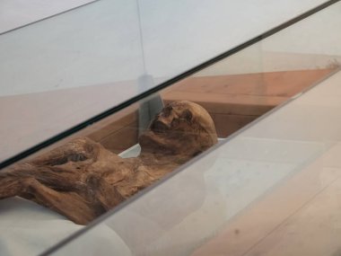 20 Mayıs 2024 Venzone, İtalya 'da iyi korunmuş bir mumya Venzone, İtalya' da bir cam kutuda yatıyor. Detaylı yüz hatlarıyla kurumuş kalıntılar, doğal mumyalamaya bir göz atma imkanı sunuyor..