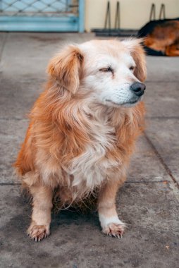Close-up portrait of a stray tan and white dog standing on pavement, animal rescue, adoption, homelessness, empathy, and pet welfare.