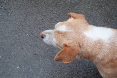 Close-up portrait of a stray tan and white dog standing on pavement, animal rescue, adoption, homelessness, empathy, and pet welfare.