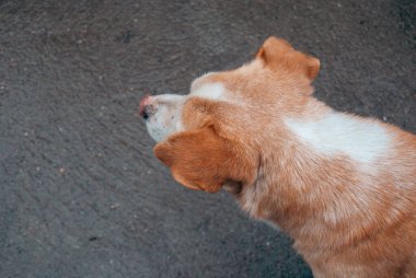 Close-up portrait of a stray tan and white dog standing on pavement, animal rescue, adoption, homelessness, empathy, and pet welfare.