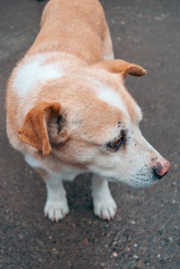 Close-up portrait of a stray tan and white dog standing on pavement, animal rescue, adoption, homelessness, empathy, and pet welfare.