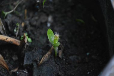 Toprakta yeşil filizler