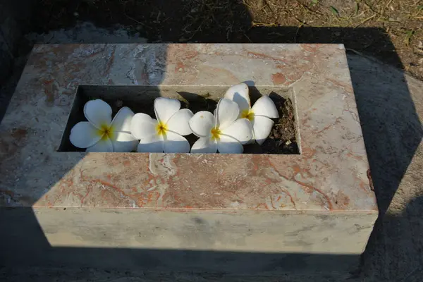 Baharda eski mezarlıkta beyaz ve gri çiçekler, yazıtların için bir yer..