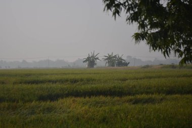 yeşil pirinç tarlaları, Tayland