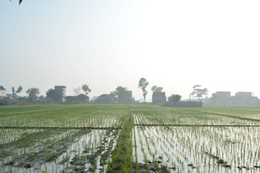 Sabah pirinç tarlaları.