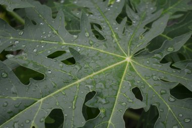 Yeşil yaprak, bitki ve doğa