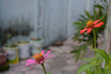 Bahçede güzel çiçekler, flora