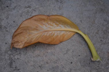 Güzel botanik fotoğrafı, doğal duvar kağıdı.