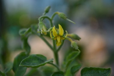 Bahçedeki güzel çiçekler