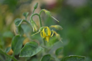 Bahçedeki sarı çiçek