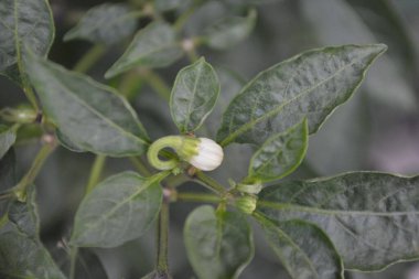 Bahçedeki yeşil biberi kapat.