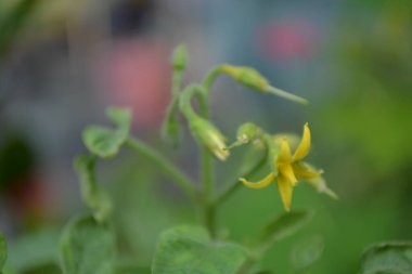 Bahçedeki güzel çiçekler