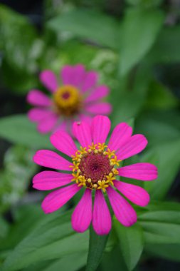 Bahçedeki çiçekleri kapat.
