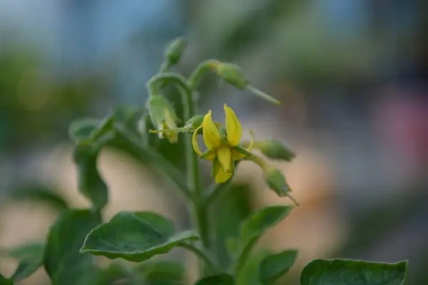 Güzel botanik fotoğrafı, doğal duvar kağıdı.
