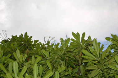 Bahçedeki yeşil yaprak ve ağaç