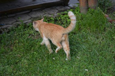 Yazın çimenlikteki kedi