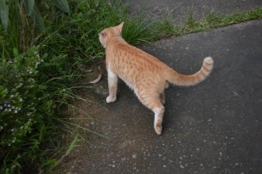 Kedi sokakta yürüyor.