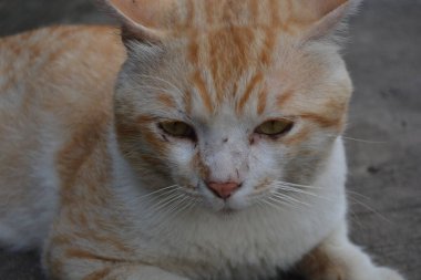 Sarı gözlü kedi.