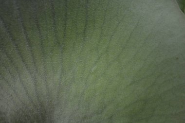 soyut doku arkaplanı, dijital duvar kağıdı