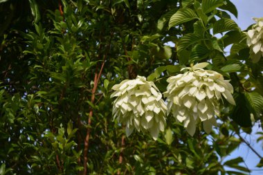 Mavi gökyüzü olan bir çalılığın beyaz çiçekleri.