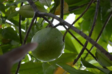 Mangolu mango ağacı