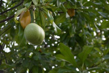 Bahçedeki ağaçta yetişen olgun armutlar