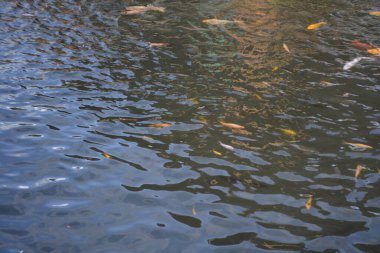 Akvaryumdaki güzel balıklar