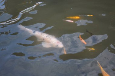 Gölde Koi balığı