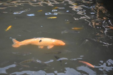 Gölde Koi balığı