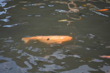 Koi balığı gölette yüzüyor..