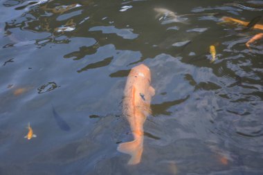 Koi balığı gölette yüzüyor.