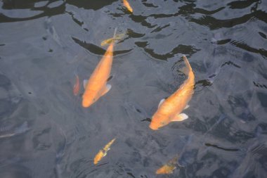 Göldeki koi balığı.