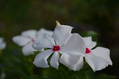 Bahçede beyaz çiçekler