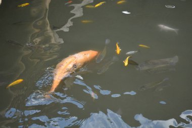 Göldeki koi balığı..