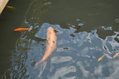 Koi balığı gölette yüzer. yüksek kaliteli fotoğraf