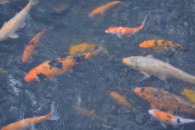 Akvaryumdaki renkli balıklar