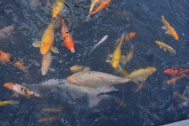 Koi balığı gölette yüzer, balık gölette yüzer.