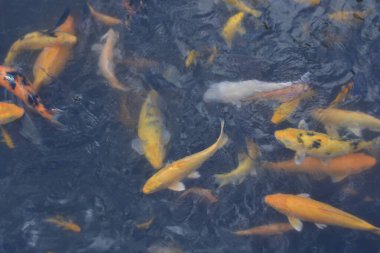 Gölette Sazan Balığı