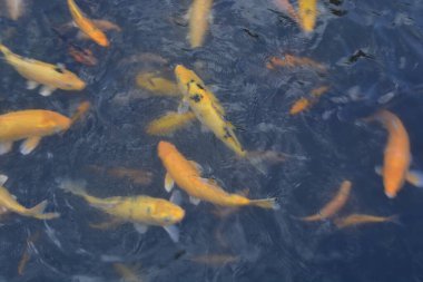 Koi balık suda yüzen