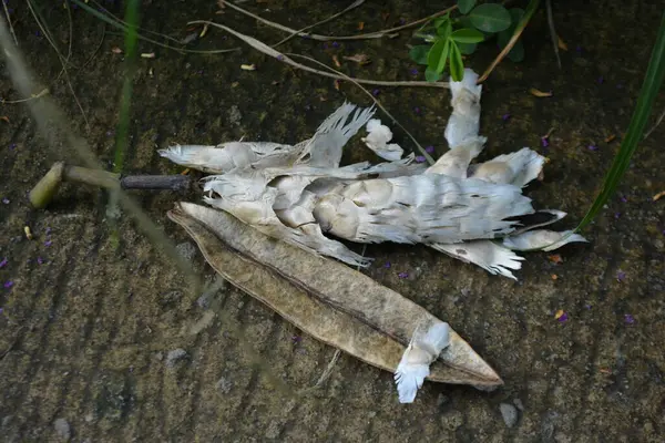 Bahçedeki ölü balıklar