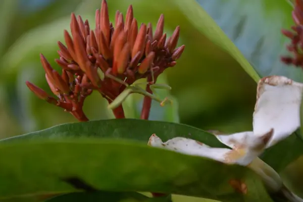 Açık havada yetişen renk bitkilerini kapatın.